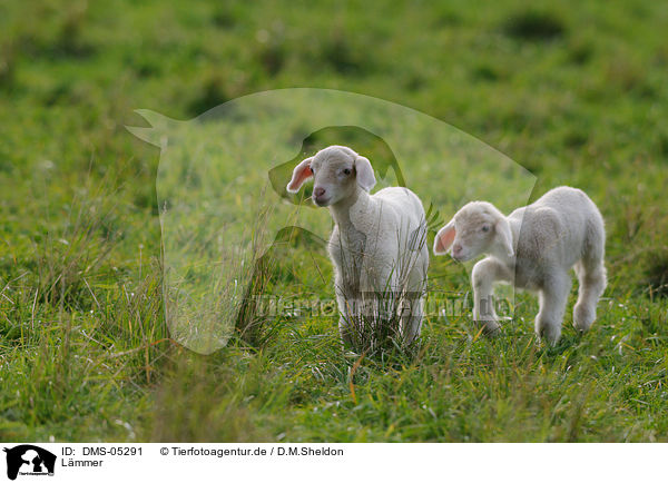 Lmmer / lambs / DMS-05291
