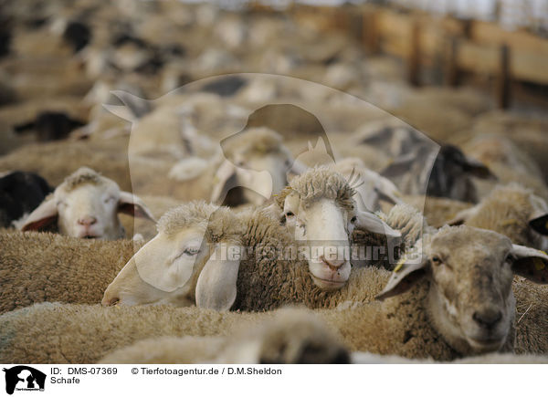 Schafe / sheeps / DMS-07369