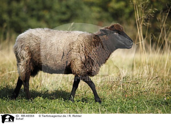 Schaf / sheep / RR-46564