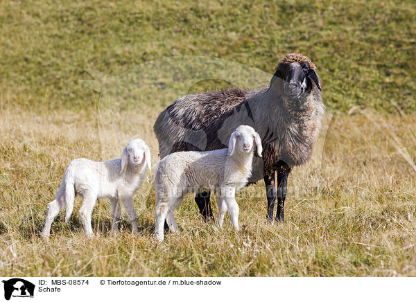 Schafe / sheeps / MBS-08574