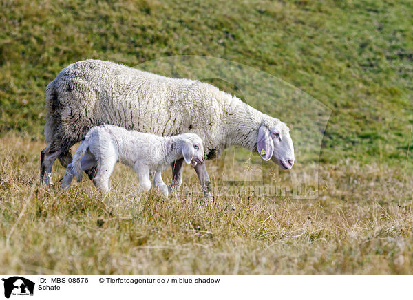 Schafe / sheeps / MBS-08576