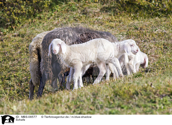Schafe / sheeps / MBS-08577