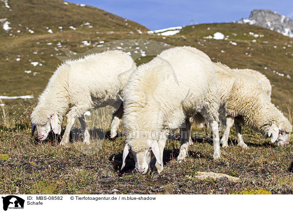 Schafe / sheeps / MBS-08582