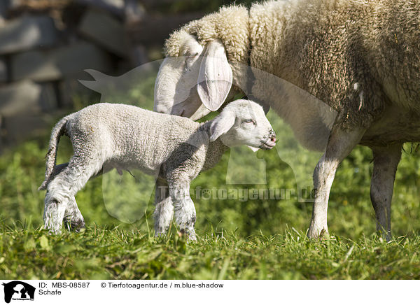Schafe / sheeps / MBS-08587