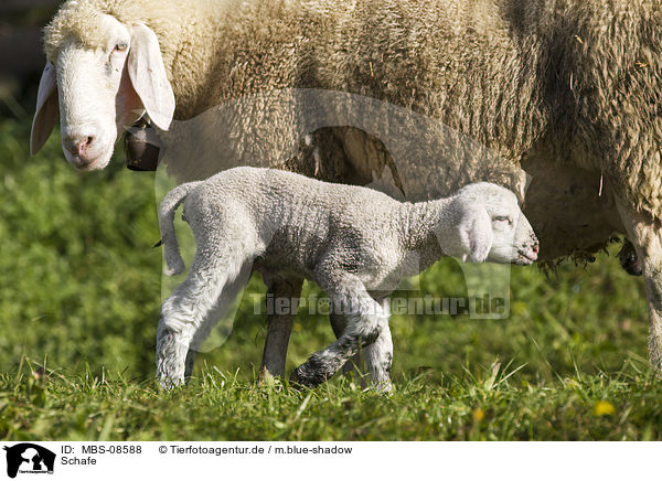 Schafe / sheeps / MBS-08588