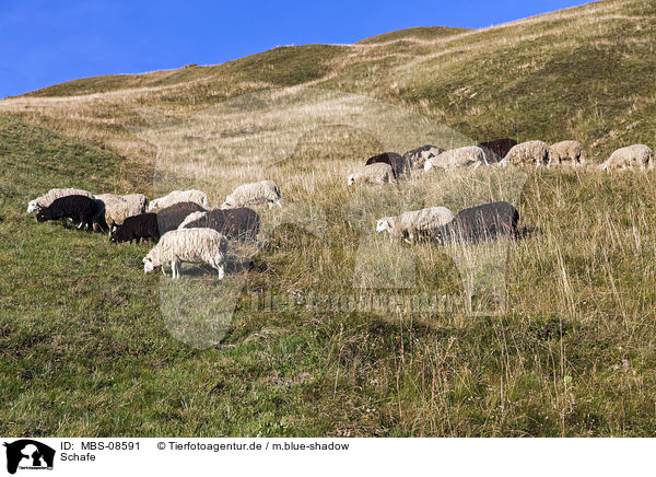 Schafe / sheeps / MBS-08591