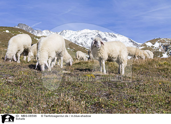 Schafe / sheeps / MBS-08596