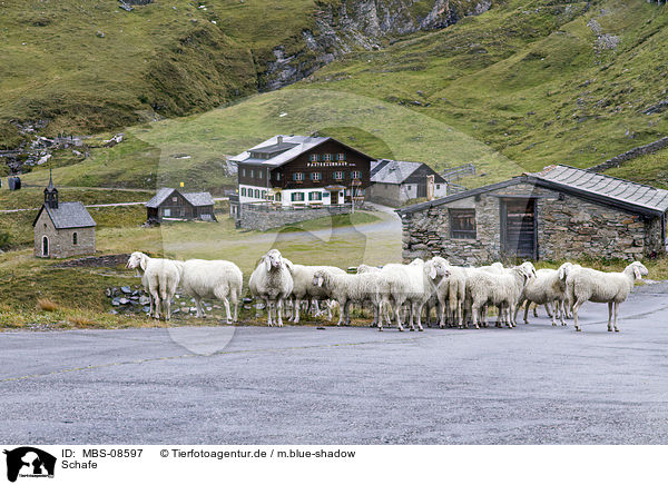 Schafe / sheeps / MBS-08597