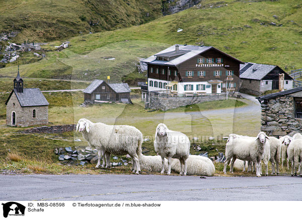 Schafe / sheeps / MBS-08598