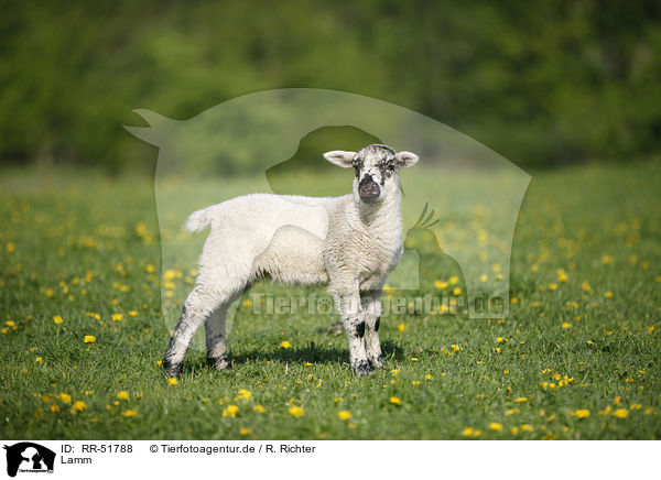 Lamm / lamb / RR-51788