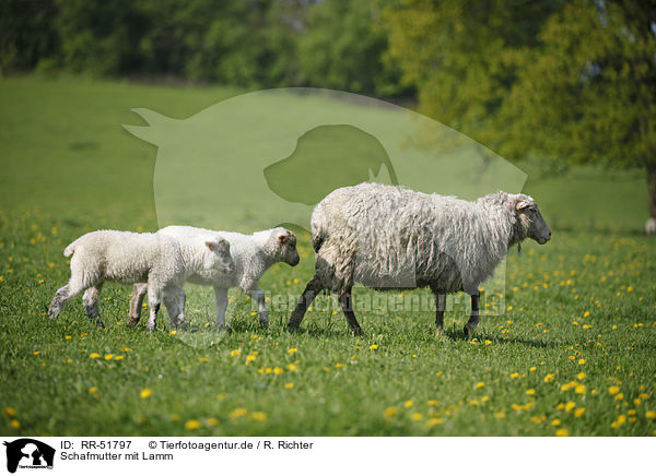 Schafmutter mit Lamm / sheep with lamb / RR-51797