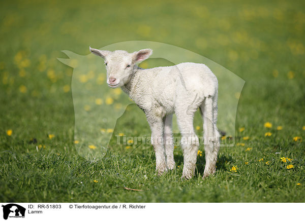 Lamm / lamb / RR-51803