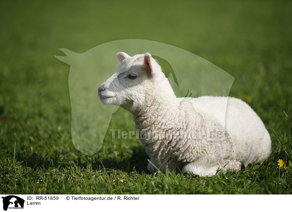Lamm / lamb / RR-51859