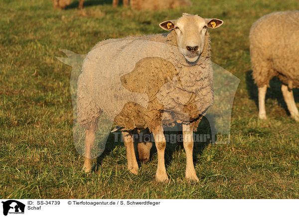 Schaf / sheep / SS-34739