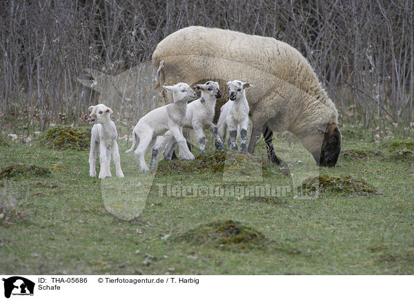 Schafe / sheeps / THA-05686