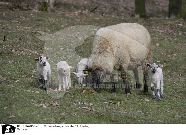 Schafe / sheeps / THA-05690