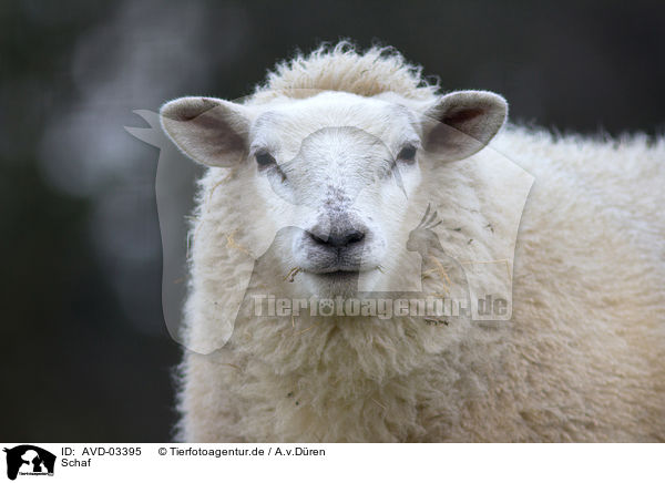 Schaf / sheep / AVD-03395