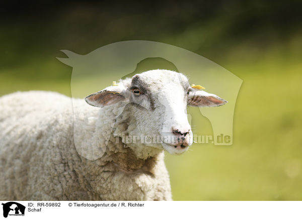 Schaf / sheep / RR-59892