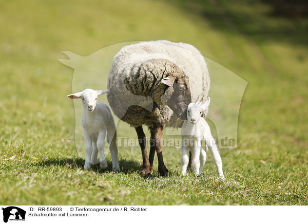 Schafmutter mit Lmmern / sheep mother with lambs / RR-59893