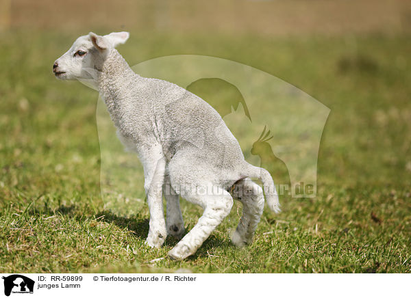 junges Lamm / young lamb / RR-59899