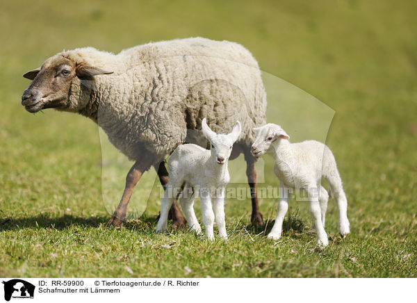 Schafmutter mit Lmmern / sheep mother with lambs / RR-59900