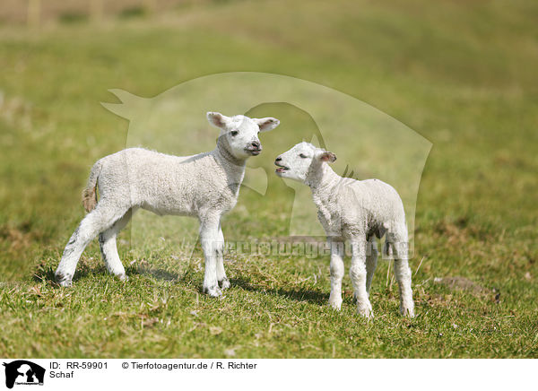 Schaf / sheep / RR-59901