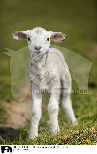 junges Lamm / young lamb / RR-59908