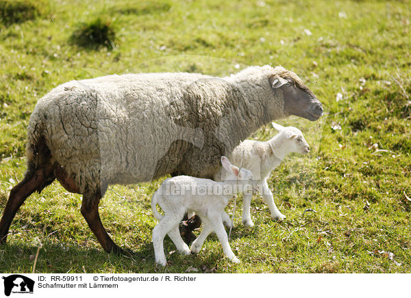 Schafmutter mit Lmmern / sheep mother with lambs / RR-59911