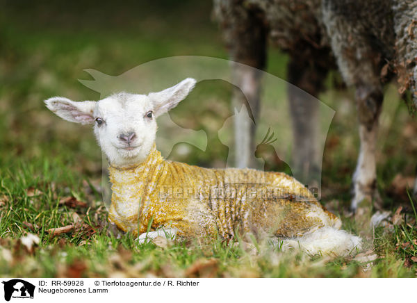Neugeborenes Lamm / newborn lamb / RR-59928