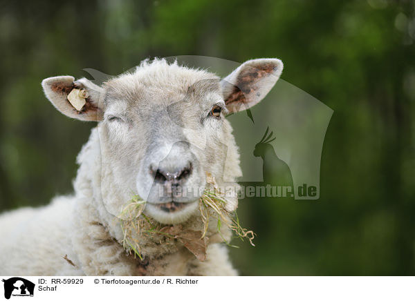 Schaf / sheep / RR-59929