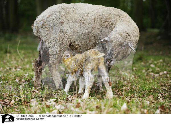 Neugeborenes Lamm / newborn lamb / RR-59932