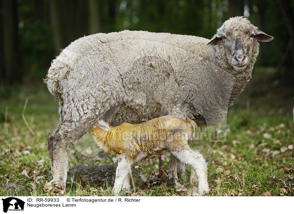 Neugeborenes Lamm / newborn lamb / RR-59933