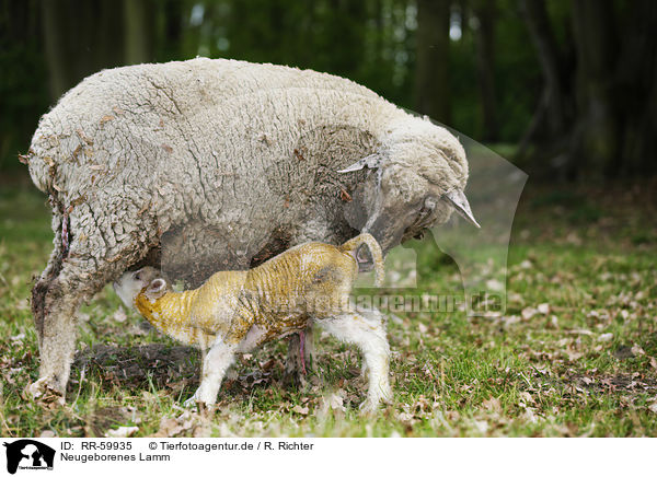 Neugeborenes Lamm / newborn lamb / RR-59935