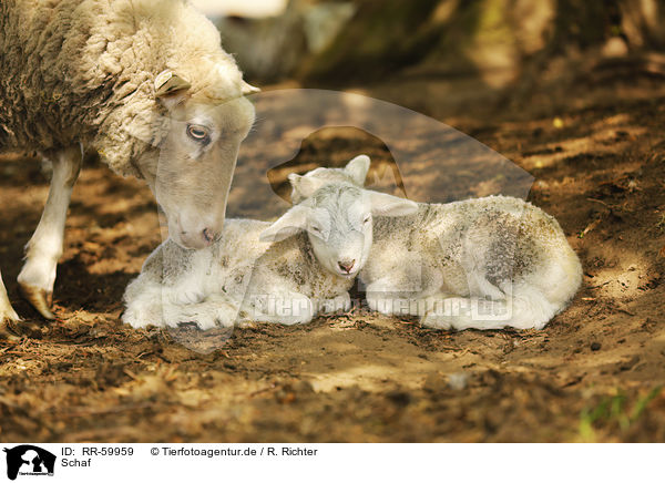 Schaf / sheep / RR-59959