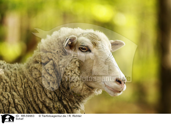 Schaf / sheep / RR-59963