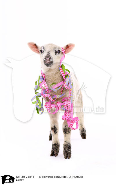 Lamm / lamb / JH-23816