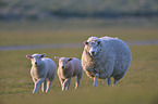laufende Schafe