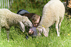 Kind mit Schafe