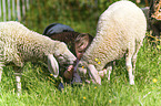 Kind mit Schafe