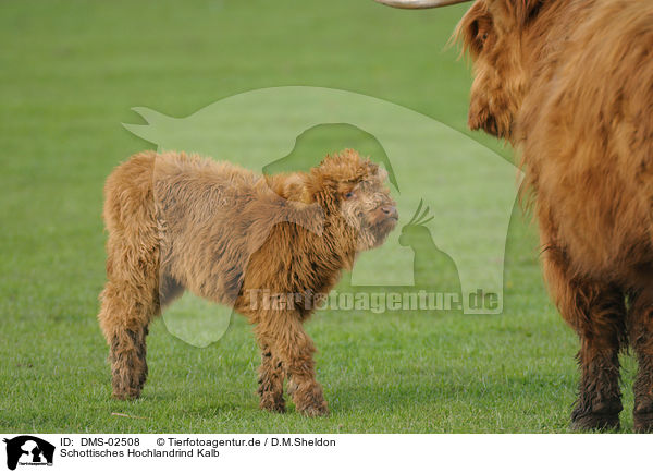 Schottisches Hochlandrind Kalb / highland cattle calf / DMS-02508