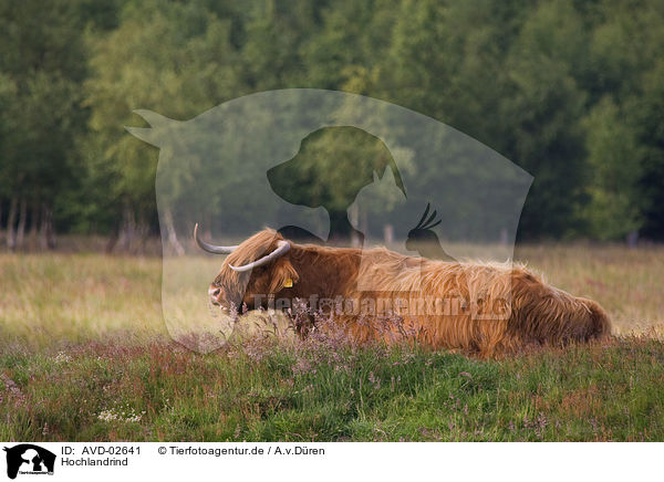 Hochlandrind / Highland cattle / AVD-02641