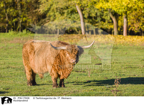 Hochlandrind / Highland cattle / PW-17608
