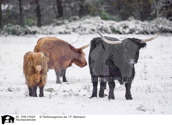 Hochlandrinder / Highland cattle / PW-17625