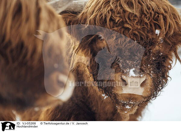 Hochlandrinder / Highland Cattle / VJ-05268