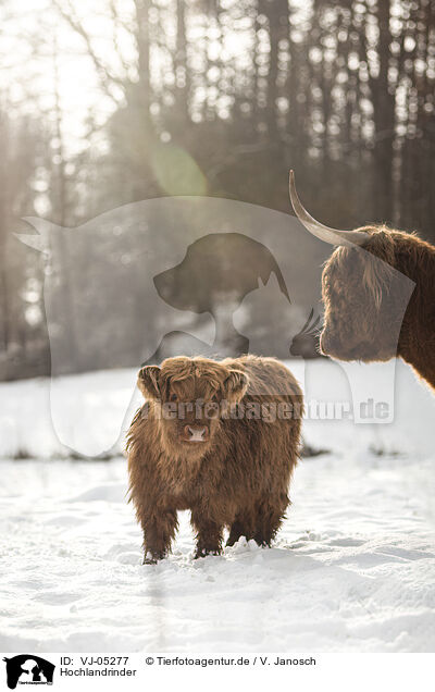 Hochlandrinder / Highland Cattle / VJ-05277