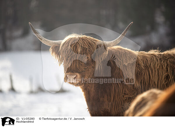 Hochlandrind / Highland Cattle / VJ-05280