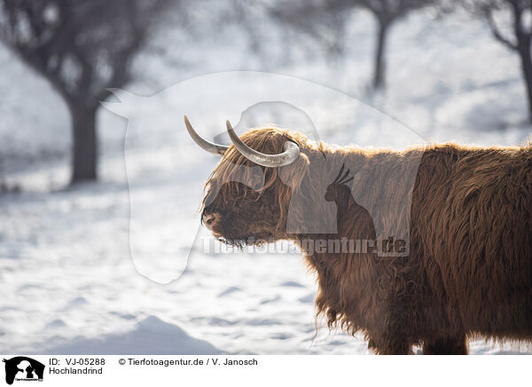 Hochlandrind / Highland Cattle / VJ-05288
