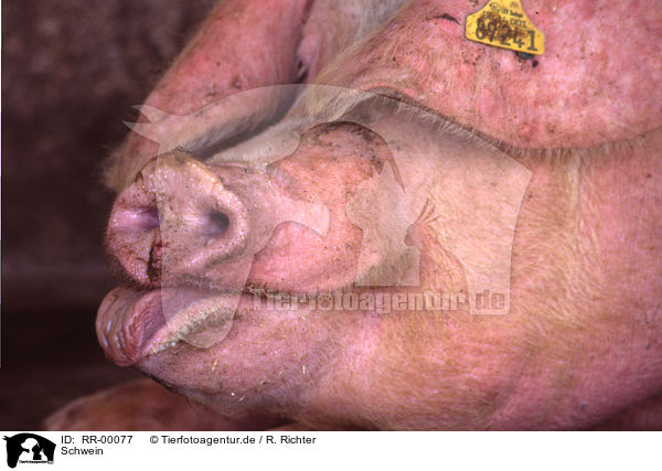 Schwein / pig / RR-00077