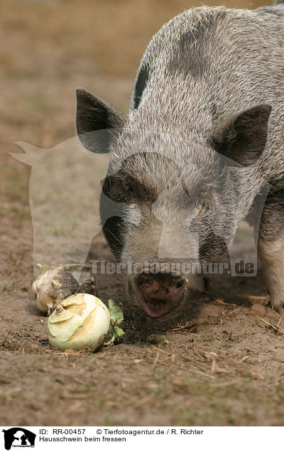 Hausschwein beim fressen / eating pig / RR-00457