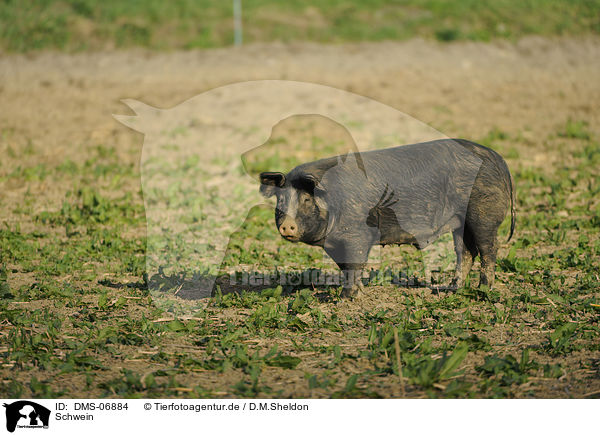 Schwein / pig / DMS-06884